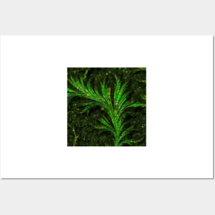 Feathery Fronds Abstracted Posters and Art